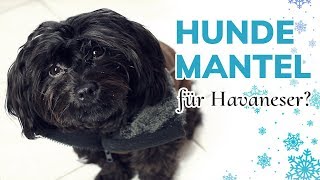 Hundebekleidung für Havaneser im Winter Sind Mantel amp Pullover nötig [upl. by Amekahs]