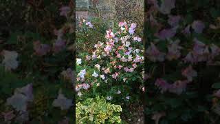 Rhododendron virginia richards  Shrub  March 2018 [upl. by Elizabet]