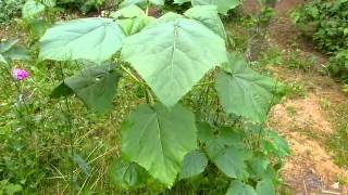 Blauglockenbaum Paulownia tomentosa [upl. by Rockefeller]