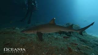 SHARK DIVING CANDIDASA BALI INDONESIA [upl. by Smukler]