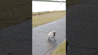 Australian backyard pets [upl. by Riffle667]