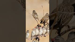 The adorable redbilled queleas are just like holding a choir competitionRedbilled Quelea [upl. by Romanas]