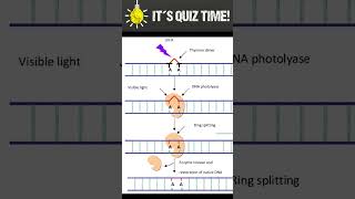 How UV cause DNA damage [upl. by Anibur]