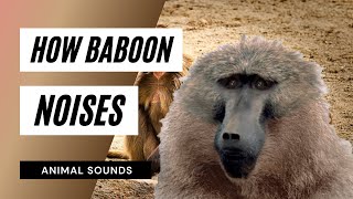 The Animal Sounds How Baboon Sounds  Sound Effect Animation [upl. by Kciredorb]