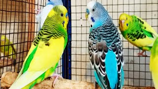 12 hours of budgie sounds to encourage your parrot to eat and sing Budgies Singing [upl. by Lundberg51]