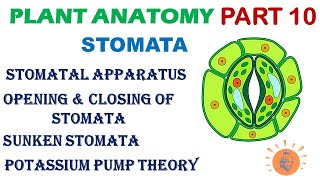 Plant Anatomy 10  Stomata Structure  Opening of Stomata  Levitt Theory  Potassium Pump Theory [upl. by Aeriel]