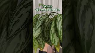 Aglaonema Silver Bay Aglaonema plants garden [upl. by Euqirrne]