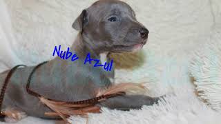 Whippet Nube Azul Cachorros [upl. by Claudian490]