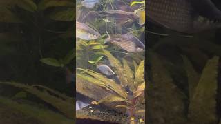 Beautiful Praecox Rainbowfish Showing Off [upl. by Atilehs890]