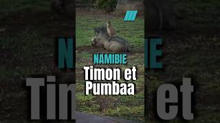 🇳🇦 Les vrais Timon et Pumbaa en Namibie [upl. by Terces]