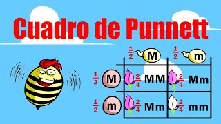 🟥 ¿Cómo elaborar un CUADRO DE PUNNETT 🟨 Explicado en 4 MINUTOS  🟥🟧🟨🟩🟦 [upl. by Judsen]