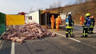 Schwerer Unfall auf der A38  600 Ferkel getötet 27032018 [upl. by Llewon986]