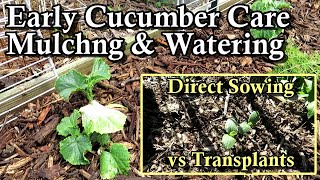 Early Care Tips for Growing Cucumbers and Seeds vs Transplants Trellising Mulching amp Watering [upl. by Basilius]