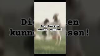 Die koeien kunnen dansen funny cow dancing shorts [upl. by Etnod]