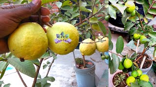 How to grow big guavas in a pot Psidium Guajava Amrud in pots [upl. by Hesketh]