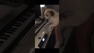 Bailey on Moog Theremini 2020 [upl. by Fred247]