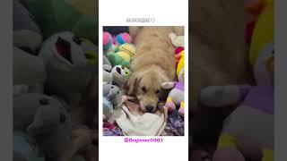 Janwar bolte h ytshorts shortsvideo doglover dogs DOGLOVER0003 [upl. by Aerdnad]