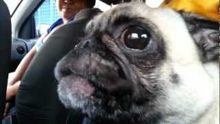 Pug llorando [upl. by Abba]