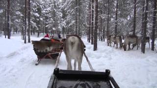 HD Video Reindeer sleigh ride PyhäLuosto area Lapland [upl. by Giark]