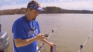 How to catch freshwater Stripers Live Bait TIPS SECRETS And BASICS Striped Bass fishing [upl. by Magulac]