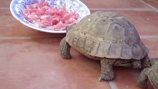 Tortugas 2 hora de comer [upl. by Hendricks]