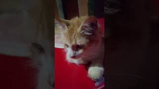 Cute kitten 🐾🐈cat kittypets cuteanimals kittenish kittos ytshorts [upl. by Ittam]