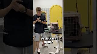 Este GATO SELVAGEM NÃO quer se ACALMAR 😱 [upl. by Singband]