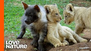 Cute Lion Cubs and Baby Hyenas Playing Together [upl. by Chauncey]