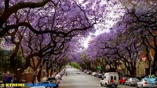 Jacaranda Tree Pretoria in South Africa [upl. by Nahshun]