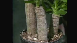 Yucca Plant Indoors Care Tips  Gardenfrontier [upl. by Tuchman]