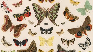 Butterflies vs Moths  Encyclopaedia Britannica [upl. by Ahsiri364]