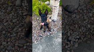 Trooper is learning to work malinois searchandrescue [upl. by Alwitt]