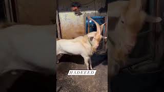 HADEEED saanen goat saanen goat 9167876087 [upl. by Tirrej]