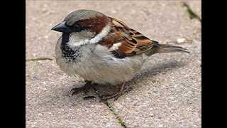 How does House Sparrow Chatter Calls sounds [upl. by Atsirt838]