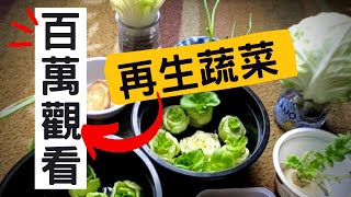 【不用種子直接種的菜】詳細介紹菜生菜  再生蔬菜  再生經驗分享  不用種子的蔬菜  不用種子的蔬菜  超市買來就種  以菜種菜  百萬觀看 [upl. by Deacon442]