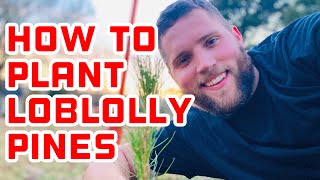 How to Plant Loblolly Pine Seedlings for Privacy Hedge [upl. by Prady]