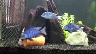 My blue moorii fish acting Funny quotrandom audioquot put to video clip and works Sort of [upl. by Leiand393]