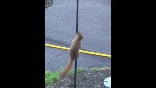 Squirrel on Greased Pole [upl. by Taryne]