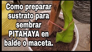 Como preparar sustrato para sembrar pitahaya en balde maceta o bolsa maceta [upl. by Alvy]