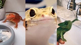 🦎🦎 Cute Leopard Gecko Bearded Dragon Lizards and Chameleons Compilation Reptile Pets Videos [upl. by Atila742]