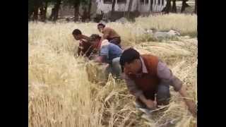 Ladakh Harvest Moisson RockampRoll [upl. by Bohaty18]