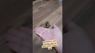 Quail training  step up trick baby bird quail chicks cute [upl. by Thatch]