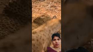 Fass gya tendua kse bachayega khud ko shortvideo leopard hyena [upl. by Aisat833]