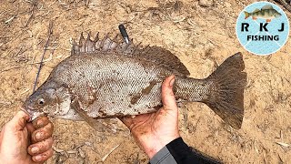 Catching FISH AFTER FISH in the Murray River at Echuca Moama [upl. by Clara729]