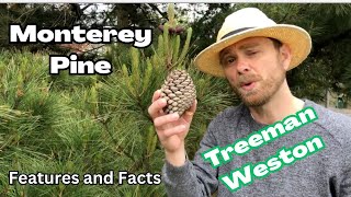 Monterey Pine Pinus radiata Identification and Facts [upl. by Adnilam]