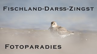 Fischland Darß Zingst ein Paradies für Naturfotografen [upl. by Adlemy703]