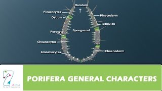 PORIFERA GENERAL CHARACTERS [upl. by Horton266]