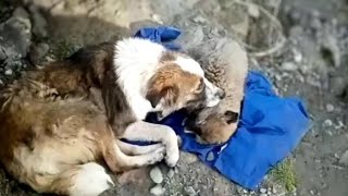 The mama dog hugged her puppy crying in vain she didnt know how to save him [upl. by Bunting]