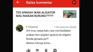 MENJAWAB PERBEDAAN ANAK ALIGATOR SPATULA DAN ALIGATOR FLORIDA [upl. by Elliven]