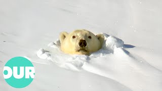 Witnessing the Power and Beauty of Polar Bears  Our World [upl. by Quiteri100]